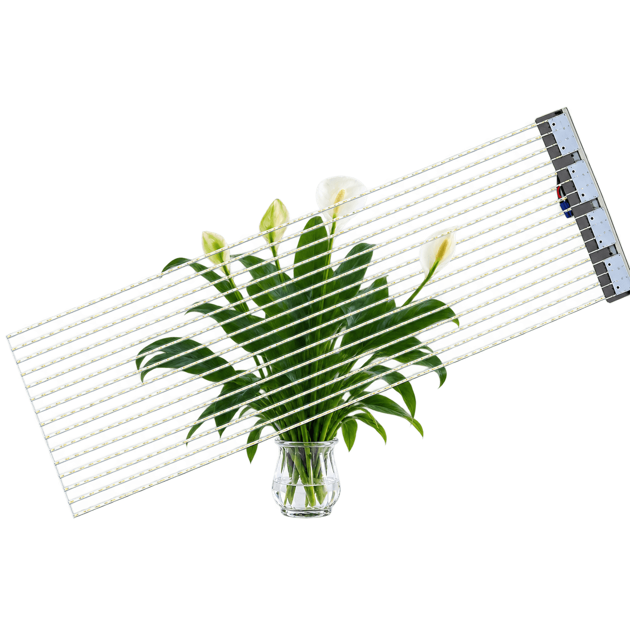 Transparent LED film module with side driver connections and calla lilies visible through the film
